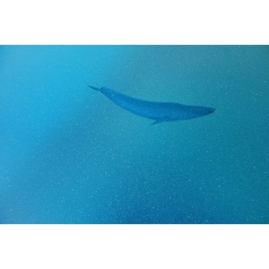 Blue Dolphin Box